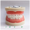 China Medical Anatomical Model Soft Gum 32 Teeth Standard Dental Jaw Model 13012